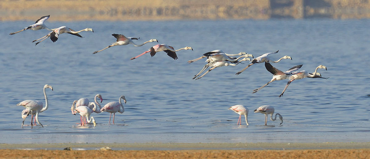 El Fayoum Overday Trip from Cairo or Giza 