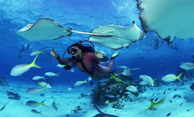 Snorkeling Trip to Tiran Island