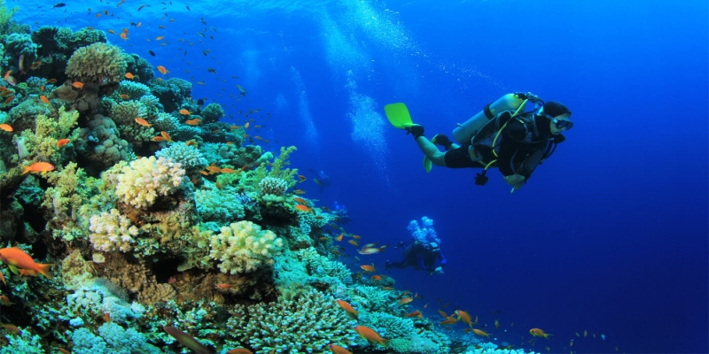 Snorkeling & Diving  by Boat to Ras Mohamed
