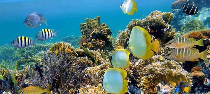 Snorkeling & Diving  by Boat to Ras Mohamed